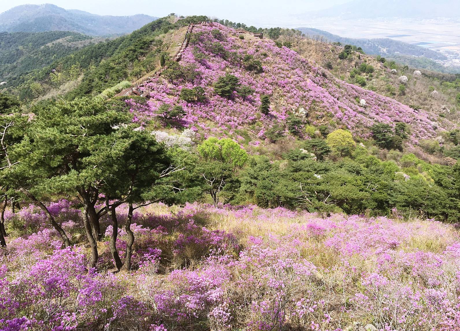 강화 고려산 진달래축제