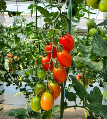 율봄식물원 토마토 시즌_1