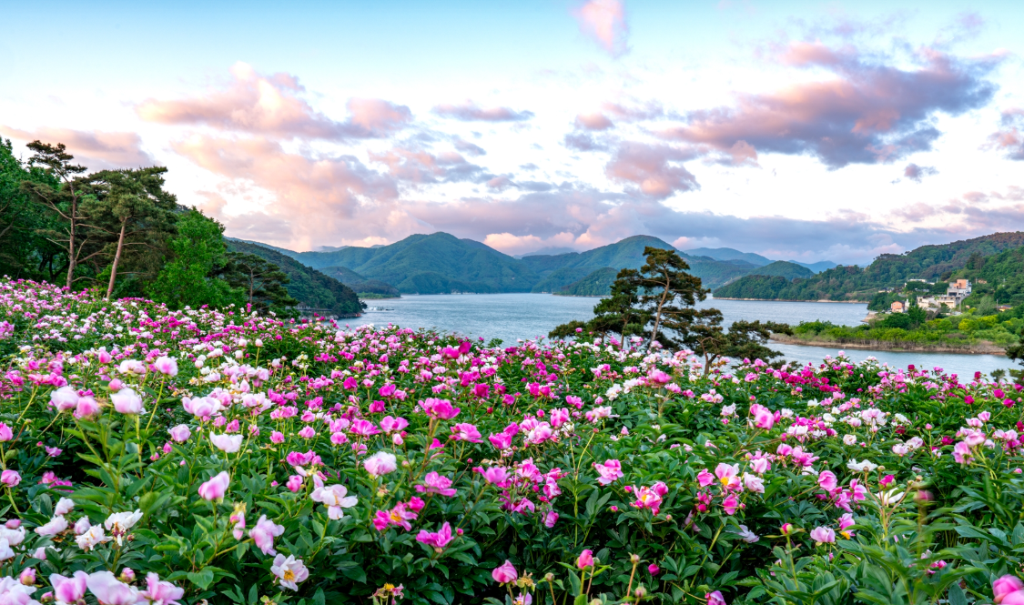 옥정호 작약꽃