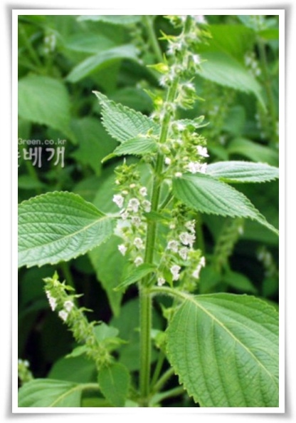 텃밭 "6월에 심기 좋은 작물" 지금 심으면 쑥쑥 자라는 여름 작물 추천!