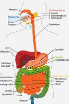 대장암 검진대상자