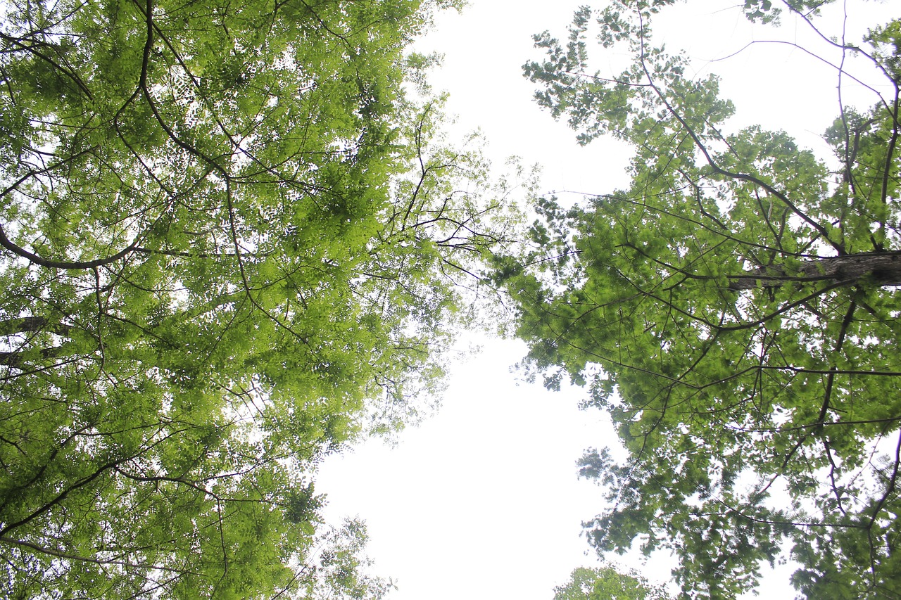 여름 숲 이미지