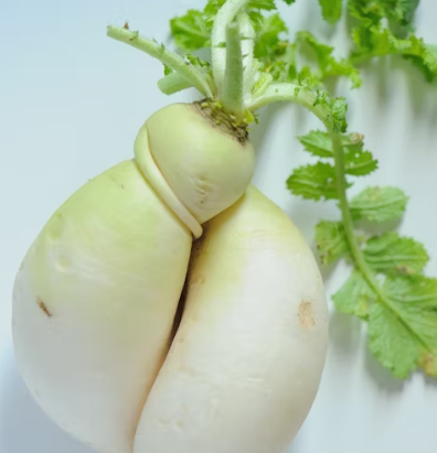 무 효능과 부작용