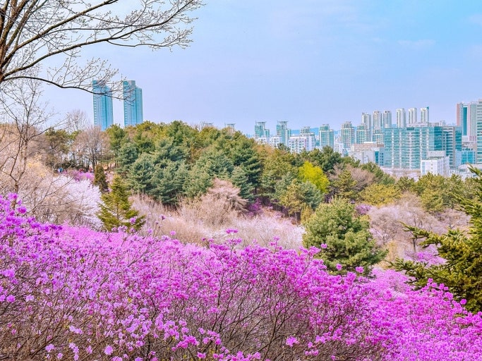 안전 속에서 꽃 피운 지역 봄축제 '부천 원미산 진달래축제'