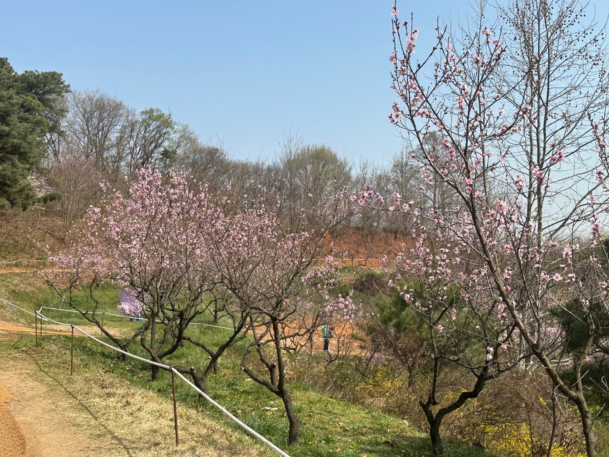 [4월 축제]서울근교 봄꽃 축제❘부천 춘덕산 복숭아꽃 축제❘복숭아꽃 개화가 절정이에요. 맛집 추천