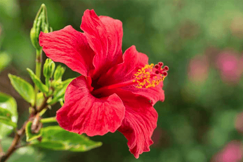 히비스커스의 효능01