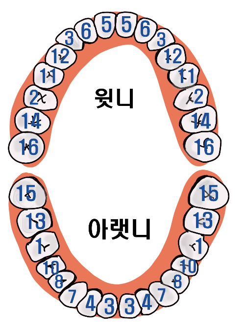 영구치 나는 순서