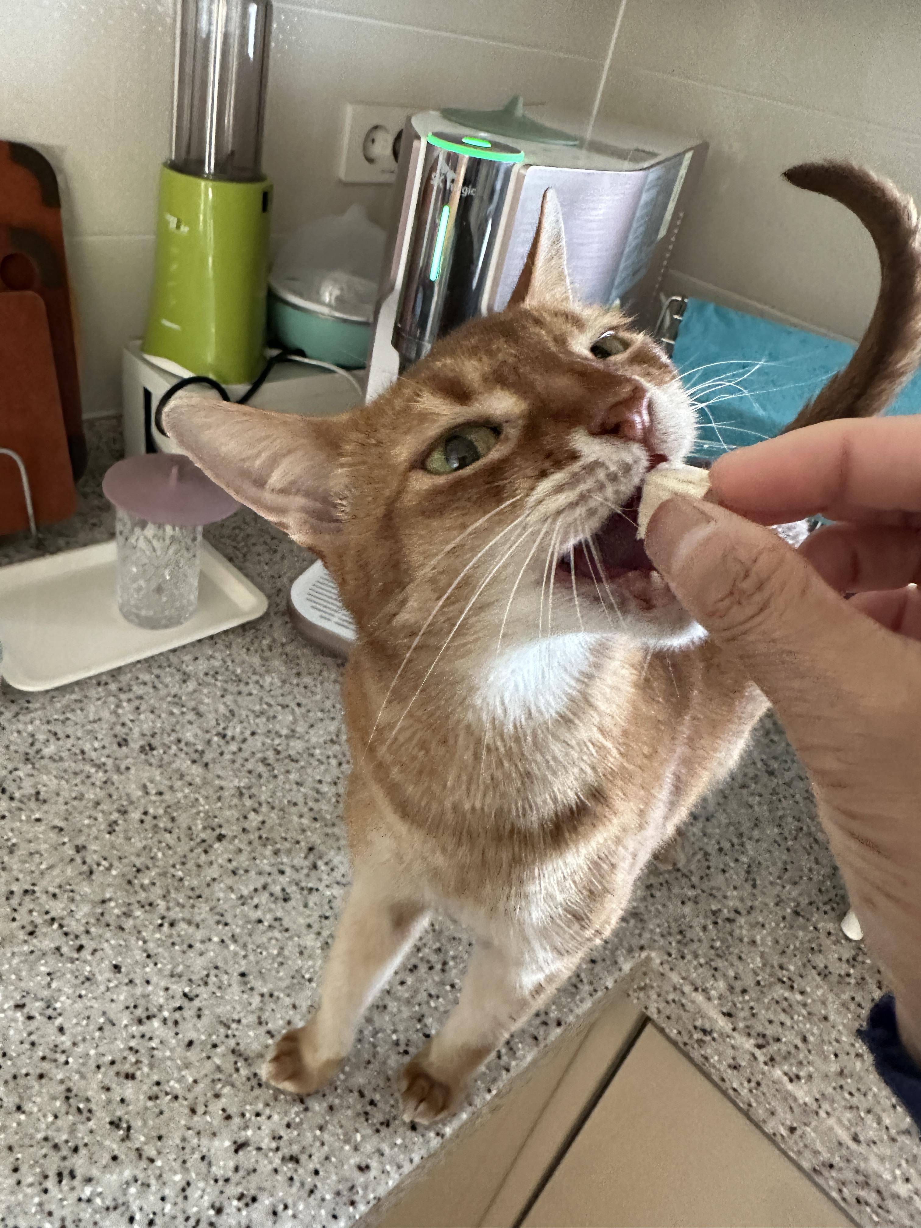 고양이들 평일 아침 간식시간 (feat.간식으로 물먹이기)