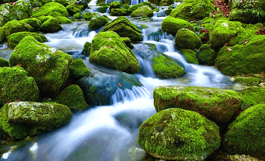 시냇물이 흐르고 좌우에는 커다란 바위들이 가득하다. 바위 표면은 온통 푸른 이끼가 가득 자란 상태다.