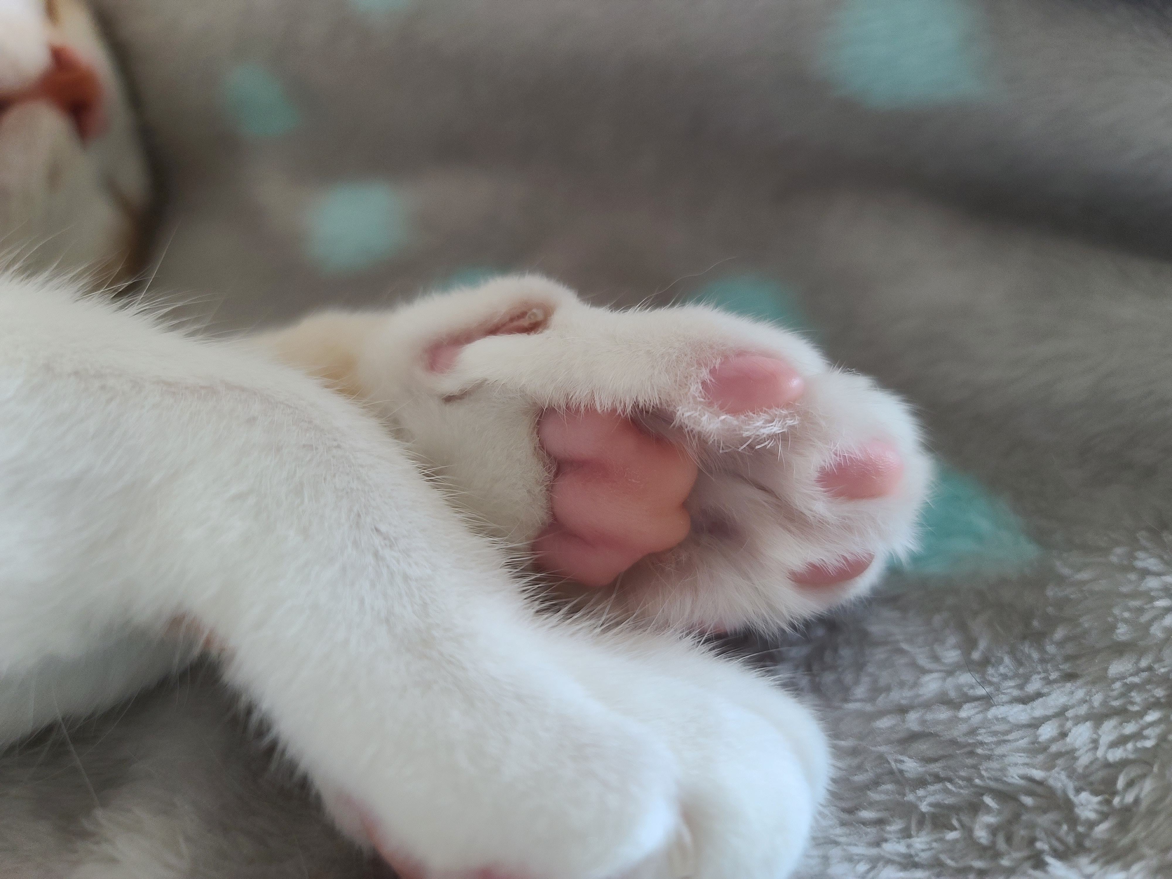 고양이의 여우짓 ㅋㅋㅋ 고양이 애교. 집사얼굴을 그루밍 못하게 하는 이유.