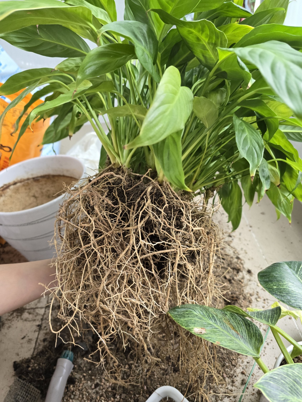 뭉펴진 뿌리를 잘 풀어주어요