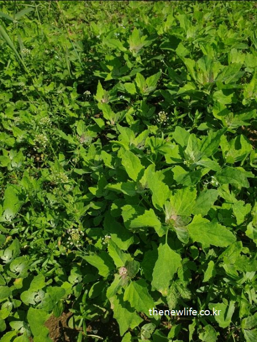 Young Chenopodium shoots growing in a wild field-들판에서 자라는 어린 명아주 나물 실물 사진