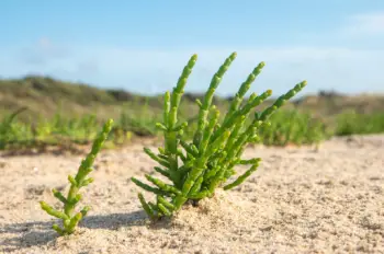 함초 효능 및 영양성분, 가격