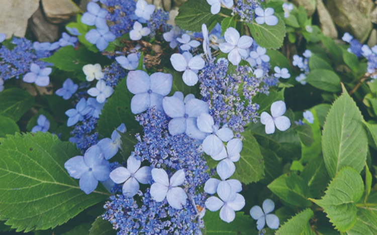 국립한국자생식물원