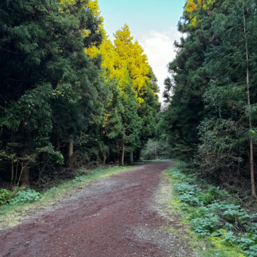 사려니숲길 화산송이