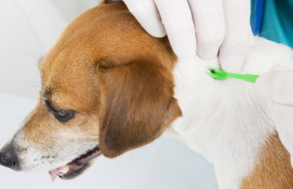 진드기 제거중인 강아지