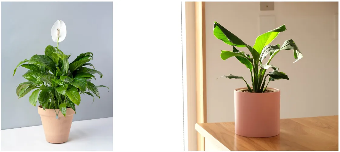 침실 식물 추천 공기정화기능 물주기 관리 향기 숙면 도움 되는 종류_5