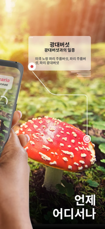 버섯 식별하기 앱, 버섯 사진을 찍어 버섯이름 찾기 어플