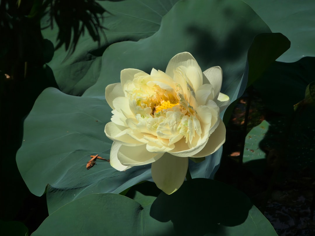 Lotus root
