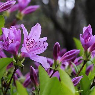 2025 황매산 철쭉축제 완벽 가이드! 일정, 볼거리, 교통 정보 총정리