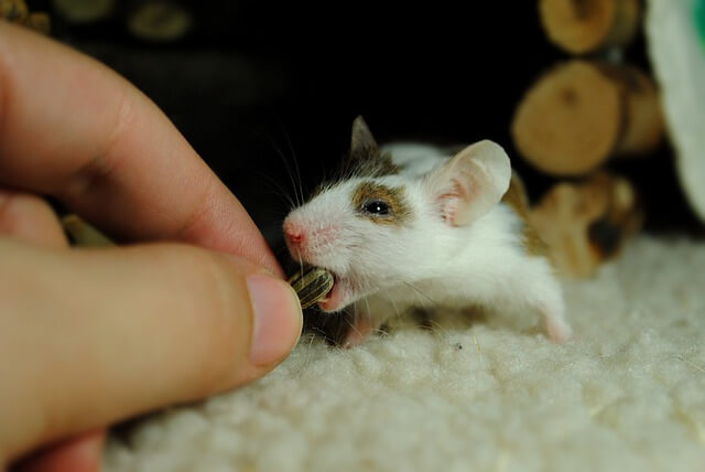 2024년 신년운세 쥐띠 2월운세 겨울에 강한 우리~