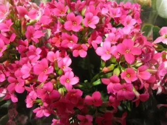 칼랑코에 키우는법, 물주기, 꽃대자르기, 가지치기, 삽목방법, 분갈이, 번식, 꽃말_45