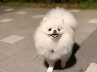 코트 관리 드라이 스팀 옷솔 곰팡이 예방 가이드_23