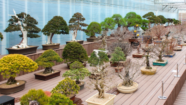 입문자를 위한 분재 나무 추천 TOP 5