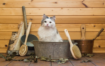 목욕하는 고양이.