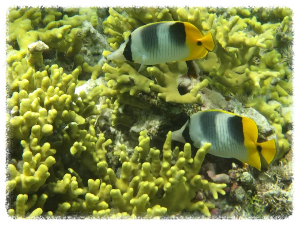 괌 피시 아이 마린 파크