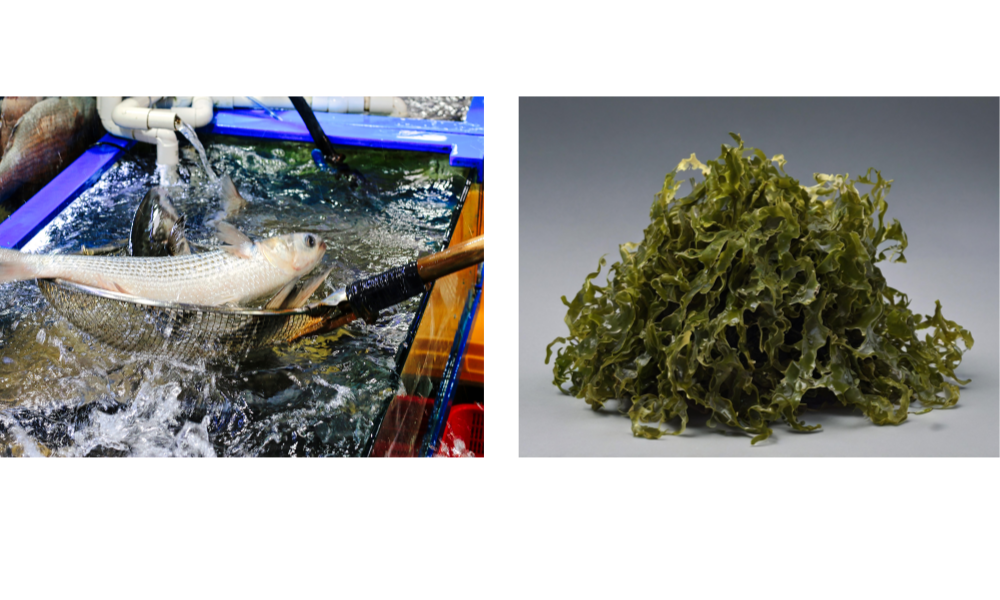 숭어와 해조류 사진참조