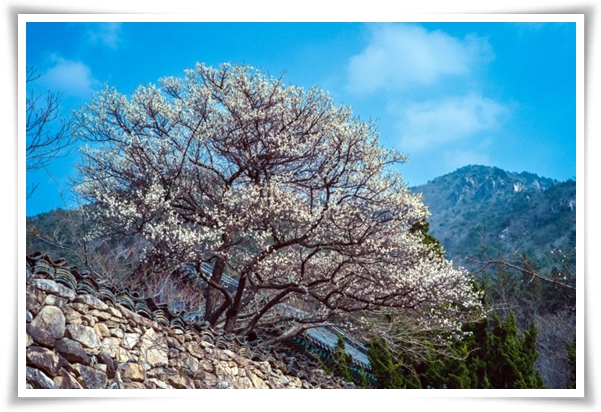 "매화" 겨울을 깨우는 은은한 향기의 비밀을 간직한 백매화 홍매화 청매화!