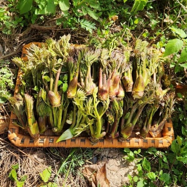 봄철 피로 회복 음식, 두릅