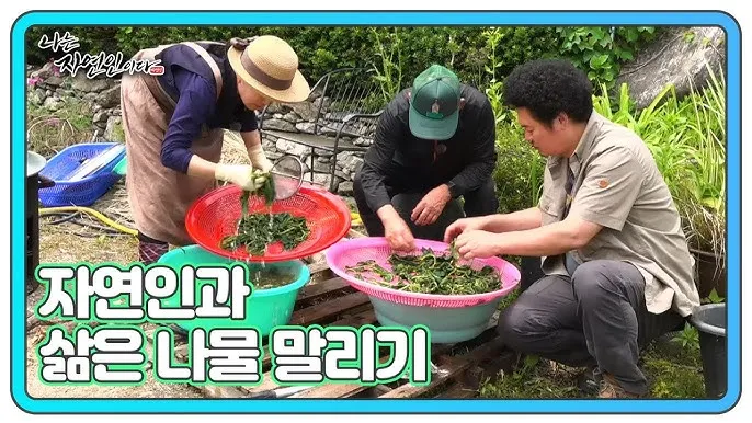 사철나물 재배 상자 텃밭 초보 가능 물 관리_4