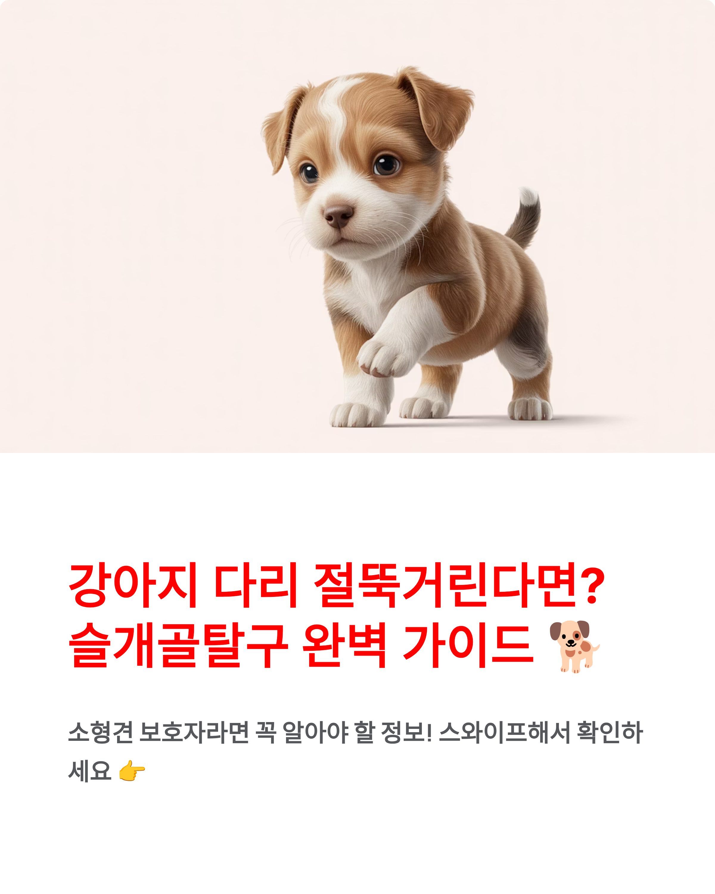 강아지 슬개골탈구 - 증상과 치료법, 우리 아이 다리 절뚝거린다면? 🐕
