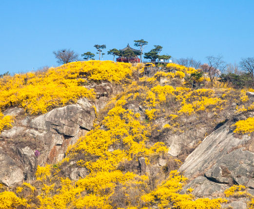 응봉산 개나리 군락