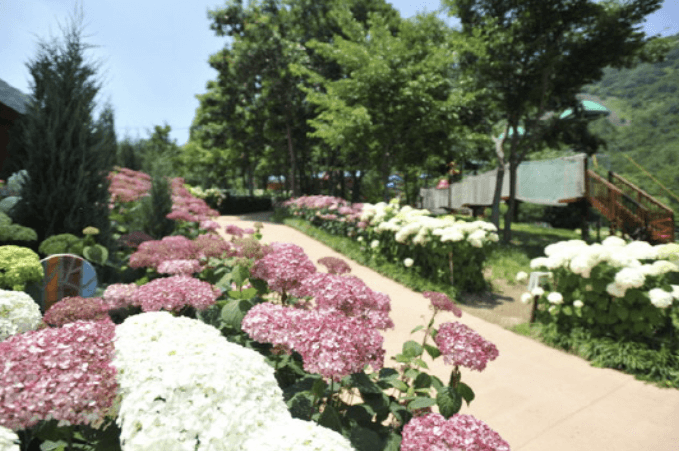 진주 월아산 수국축제