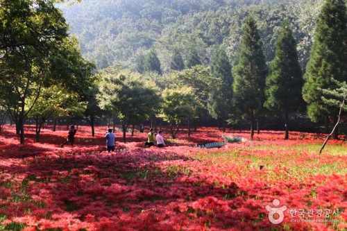 영광_불갑산_상사화축제