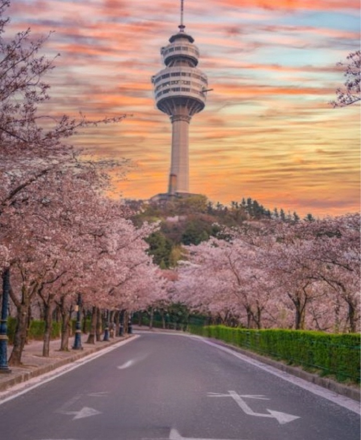 벚꽃