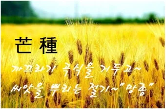 망종 절기 망종의 뜻 전통음식 매실청 담그기_6