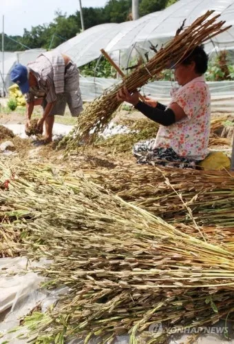 참깨 수확 시기와 방법, 기계, 참깨 볶는법_36