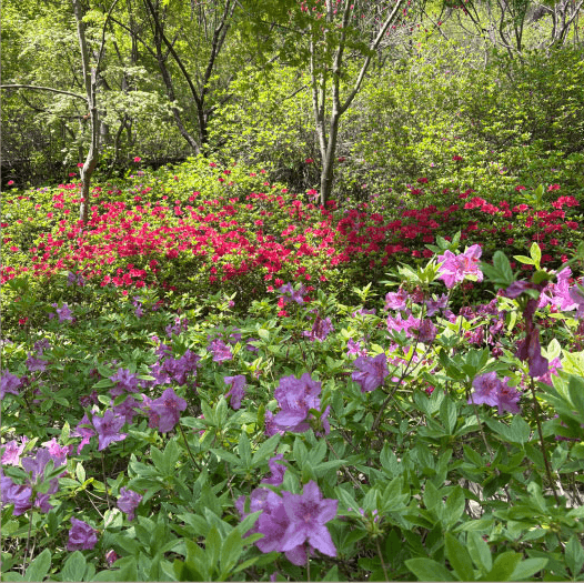 2025 화담숲 예약하기 모노레일 예약하기