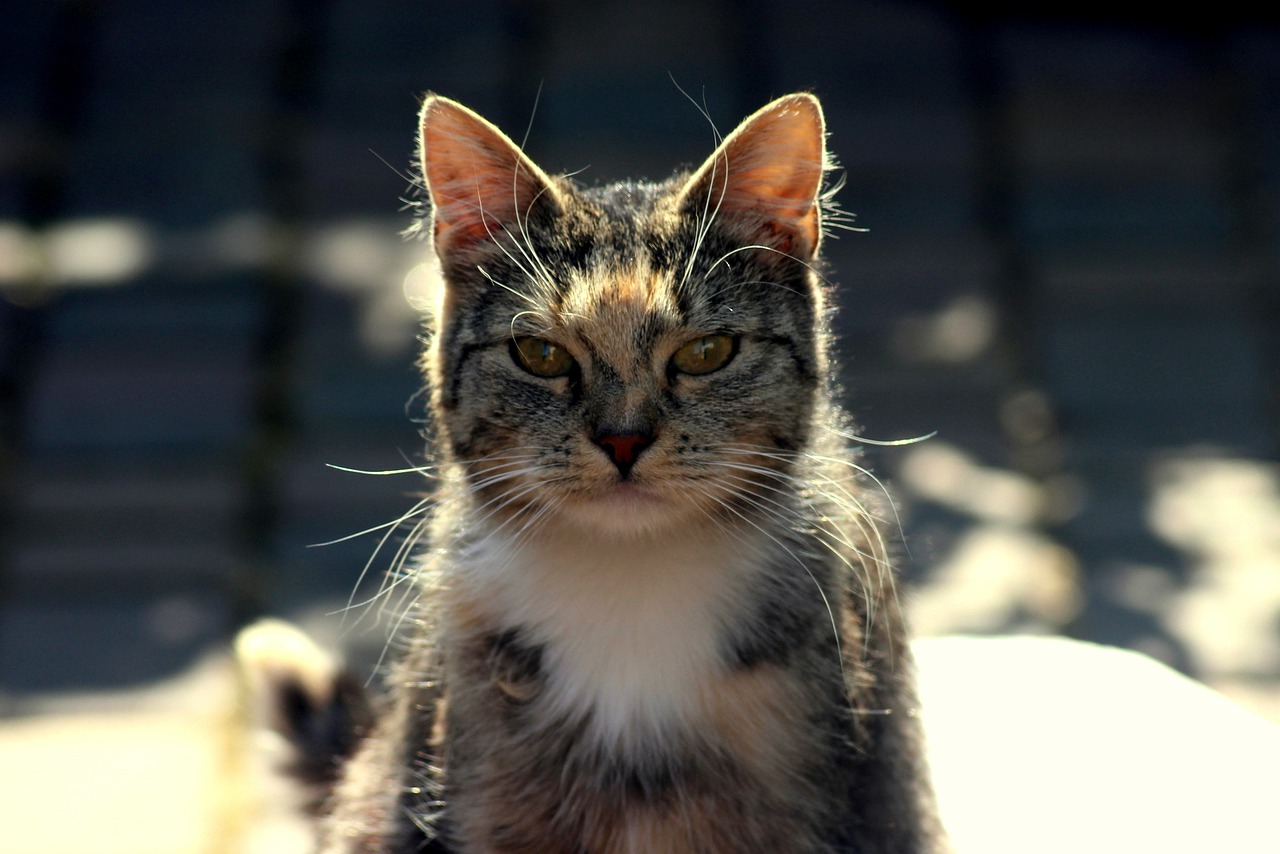 관심을-받고싶어하는-고양이
