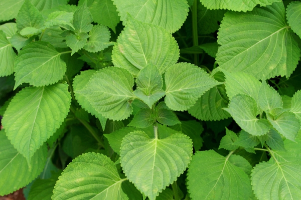 깻잎 (Perilla leaf)