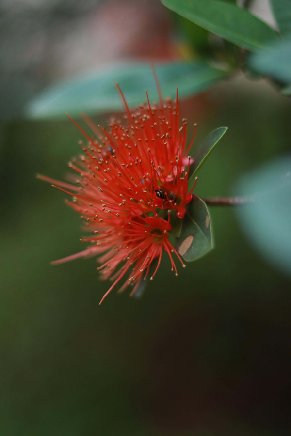오히아-레후아-사진