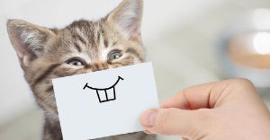 고양이