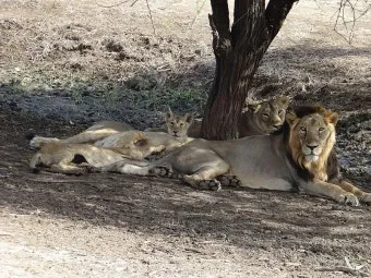 아시아사자 인도 동물 특징 성격_13