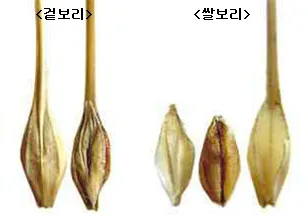 겉보리와 쌀보리의 차이와 가격 비교_2