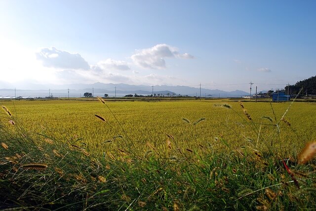 들판-보는-꿈-해몽