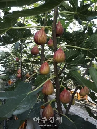 무화과 재배 가지 전정 하우스 보온 수확 연장_3